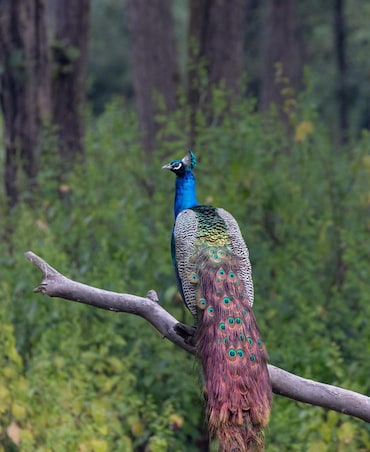 This Bird Is Known For Incredible Courtship Dance