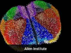 Supercomputer Builds One Of The Most Realistic Virtual Brains Ever Created