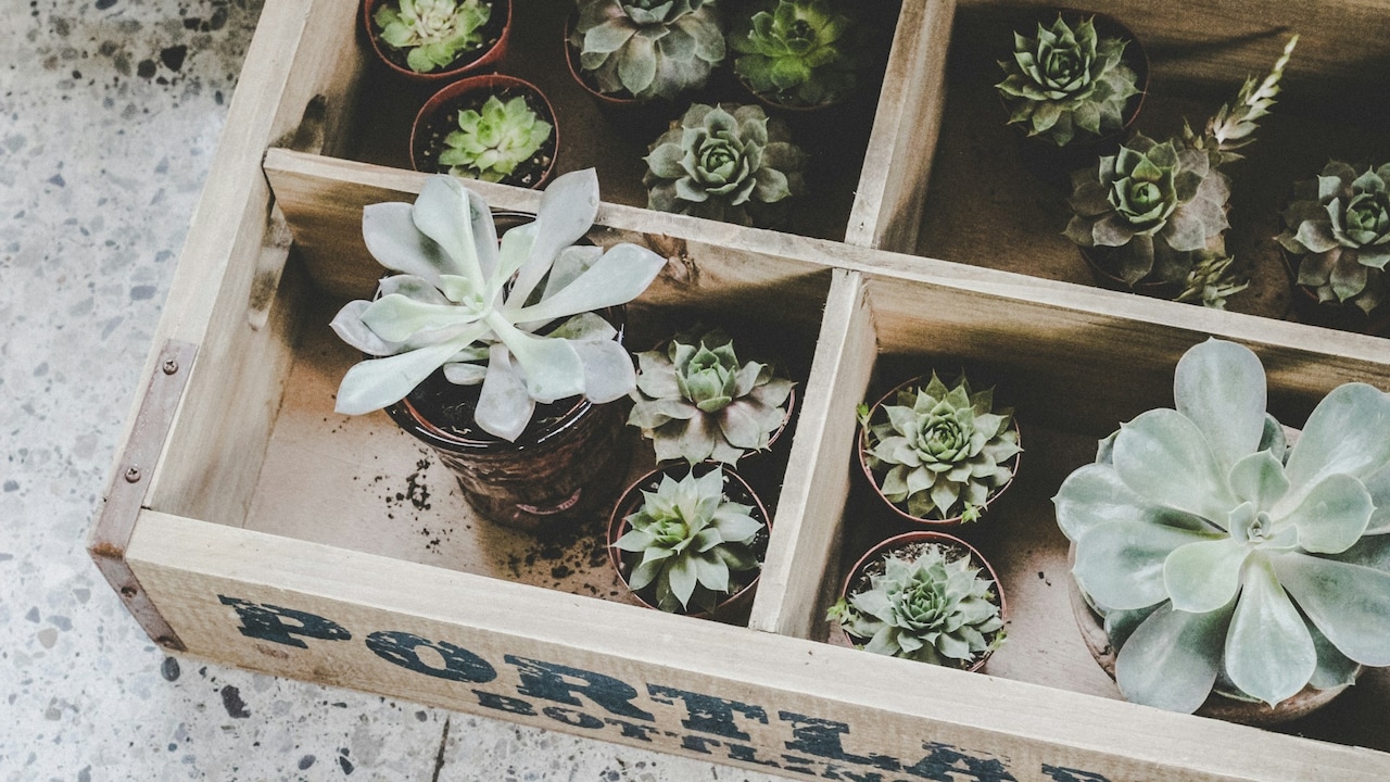 Pair plants that share similar watering requirement Pair plants that share similar watering requirement