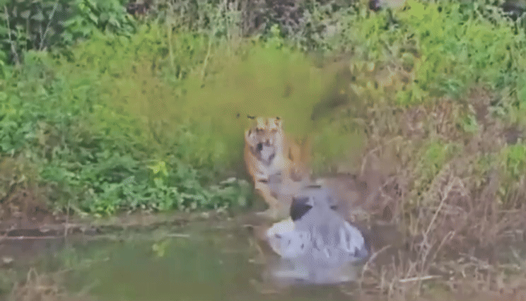 मगरमच्छ के हमले में जाते जाते बची टाइगर की जान, वीडियो ने सोशल मीडिया पर मचाया बवाल