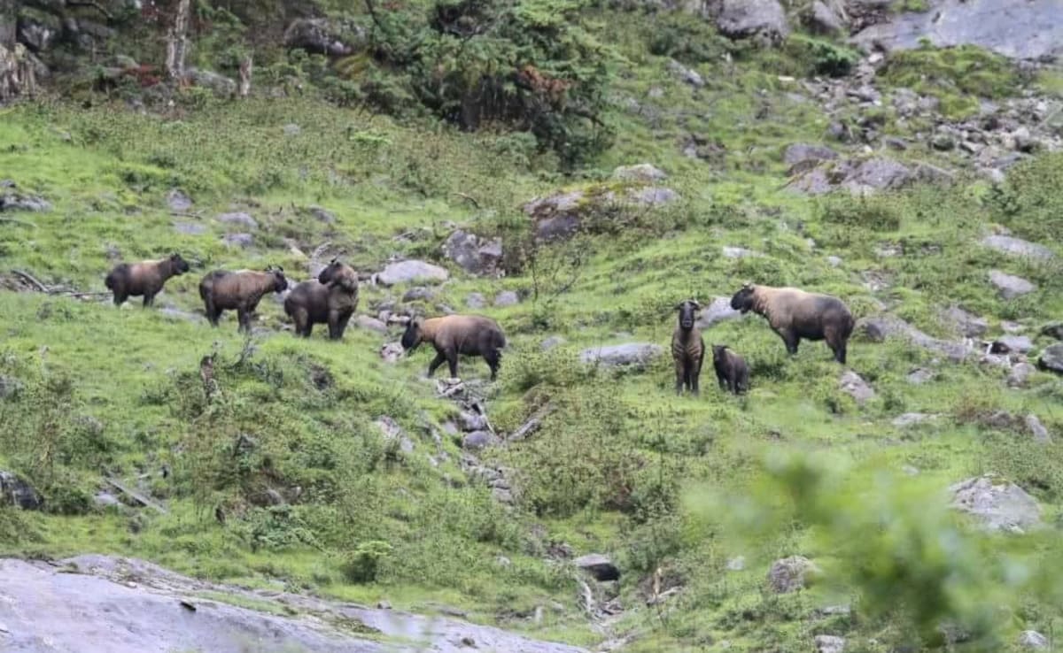 Latest and Breaking News on NDTV