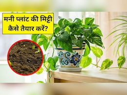 मनी प्लांट की मिट्टी कैसे तैयार करें? जानें कैसी मिट्टी में जल्दी उगता और हरा-भरा रहता है Money Plant