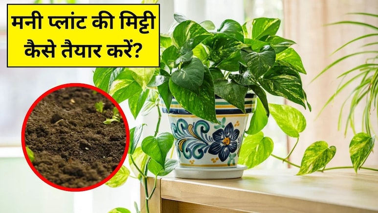 मनी प्लांट की मिट्टी कैसे तैयार करें? जानें कैसी मिट्टी में जल्दी उगता और हरा-भरा रहता है Money Plant