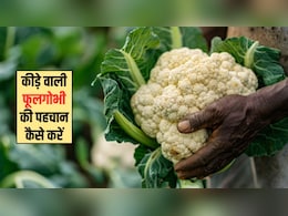 Cauliflower Worms: मैं कीड़े वाली फूल गोभी की कैसे पहचान करूं? ये रही 4 आसान टिप्स और ट्रिक्स, मिनटों में लग जाएगा पता