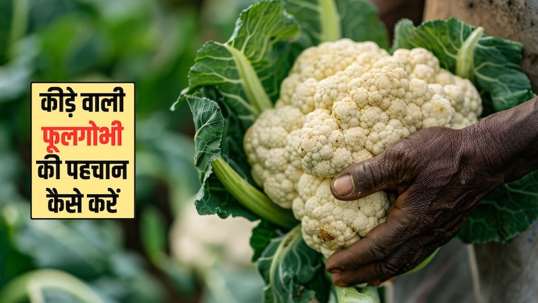 Cauliflower Worms: मैं कीड़े वाली फूल गोभी की कैसे पहचान करूं? ये रही 4 आसान टिप्स और ट्रिक्स, मिनटों में लग जाएगा पता