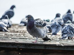 Pigeons Problems : गुटर गूं थांबवा! कबूतरांना बाल्कनीतून कायमचे पळवून लावणारे 'हे' आहेत A to Z सोपे उपाय