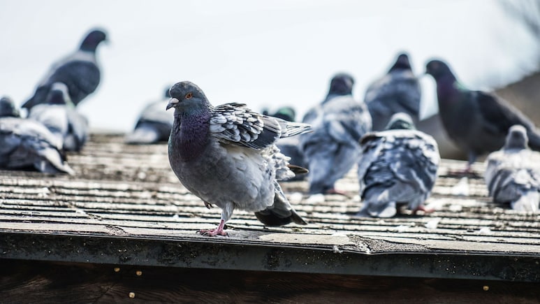 Pigeons Problems : गुटर गूं थांबवा! कबूतरांना घरातून कायमचे पळवून लावणारे 'हे' आहेत A to Z सोपे उपाय