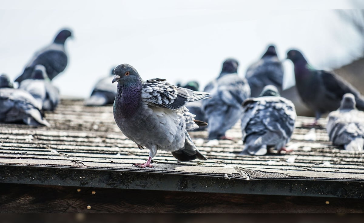 Latest and Breaking News on NDTV