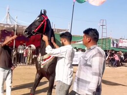 Sarangkheda News: सारंगखेड्यात ब्रम्होस घोड्याचा दबदबा! किंमत ऐकून डोळे फिरतील, खुराकही जबरदस्त