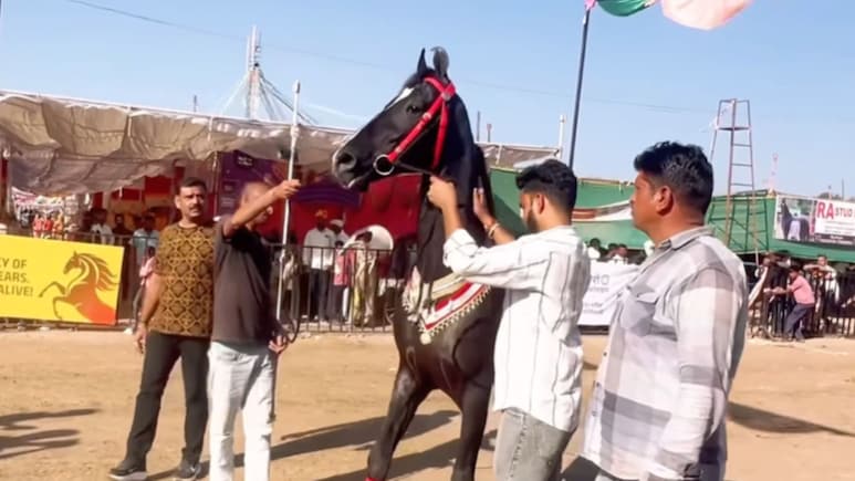 Sarangkheda News: सारंगखेड्यात ब्रम्होस घोड्याचा दबदबा! किंमत ऐकून डोळे फिरतील, खुराकही जबरदस्त