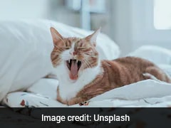 Study Reveals Why Cats Meow More At Men Than Women