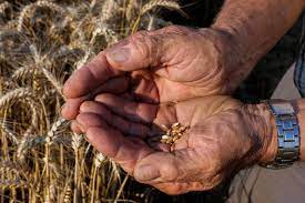 Food Crisis: Ukraine Grain Exports Via Poland, Romania Face Bottlenecks
