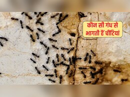 चींटियां किस चीज से डरती हैं? चींट‍ियां क‍िस गंध से भागती हैं, यह रहा भगाने का रामबाण तरीका