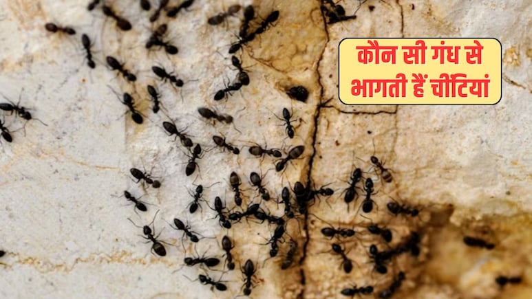 चींटियां किस चीज से डरती हैं? चींट‍ियां क‍िस गंध से भागती हैं, यह रहा भगाने का रामबाण तरीका
