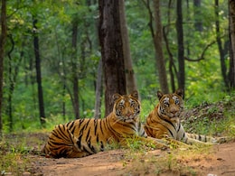 शावकों संग बाघिन दिखने से बैकुंठपुर में फैली दहशत, 150 मवेशियों का कर चुकी हैं शिकार