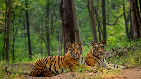 शावकों संग बाघिन दिखने से बैकुंठपुर में फैली दहशत, 150 मवेशियों का कर चुकी हैं शिकार