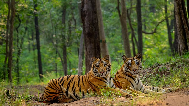 शावकों संग बाघिन दिखने से बैकुंठपुर में फैली दहशत, 150 मवेशियों का कर चुकी हैं शिकार