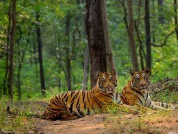 MP के दो गांव में बाघ-बाघिन का तांडव, दहशत में ग्रामीण, ड्रोन कैमरे से की जा रही निगरानी, ग्रामीणों को दी&nbsp;सख्त हिदायत