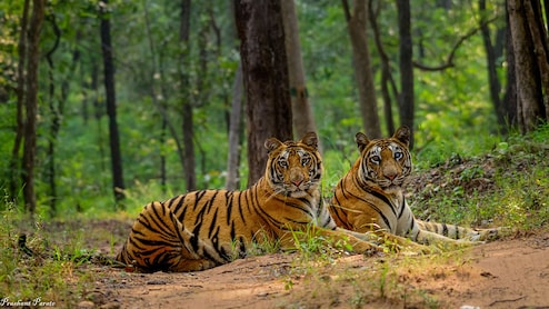 MP के दो गांव में बाघ-बाघिन का तांडव, दहशत में ग्रामीण, ड्रोन कैमरे से की जा रही निगरानी, ग्रामीणों को दी&nbsp;सख्त हिदायत