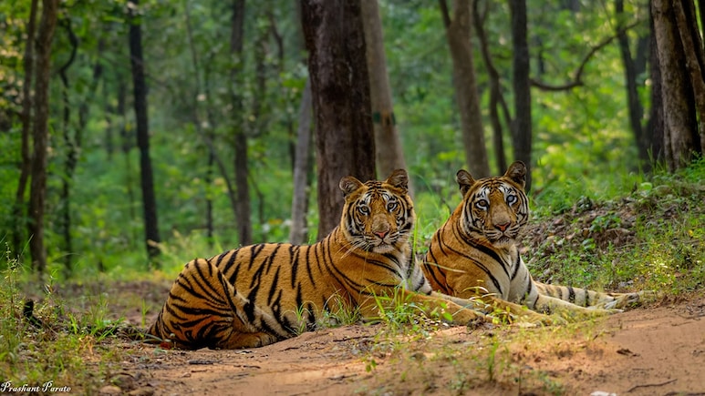 MP के दो गांव में बाघ-बाघिन का तांडव, दहशत में ग्रामीण, ड्रोन कैमरे से की जा रही निगरानी, ग्रामीणों को दी&nbsp;सख्त हिदायत