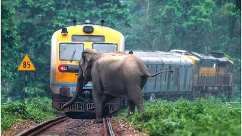 अब AI बचाएगा हाथियों की जान, 500 मीटर पहले ही ट्रेन ड्राइवर को मिल जाएगा अलर्ट!
