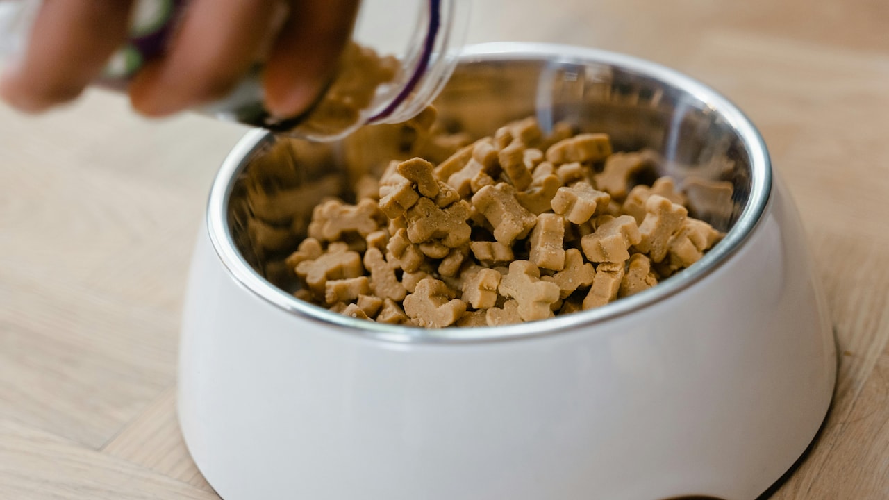 Dog food under ₹1,000: Best options from Pedigree to Royal Canin Dog food under ₹1,000: Best options from Pedigree to Royal Canin