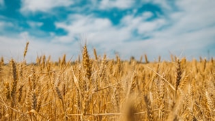 More Imported Inflation? Grain Price Hike May Add To Global Economic Woes After Oil Shock