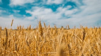 More Imported Inflation? Grain Price Hike May Add To Global Economic Woes After Oil Shock
