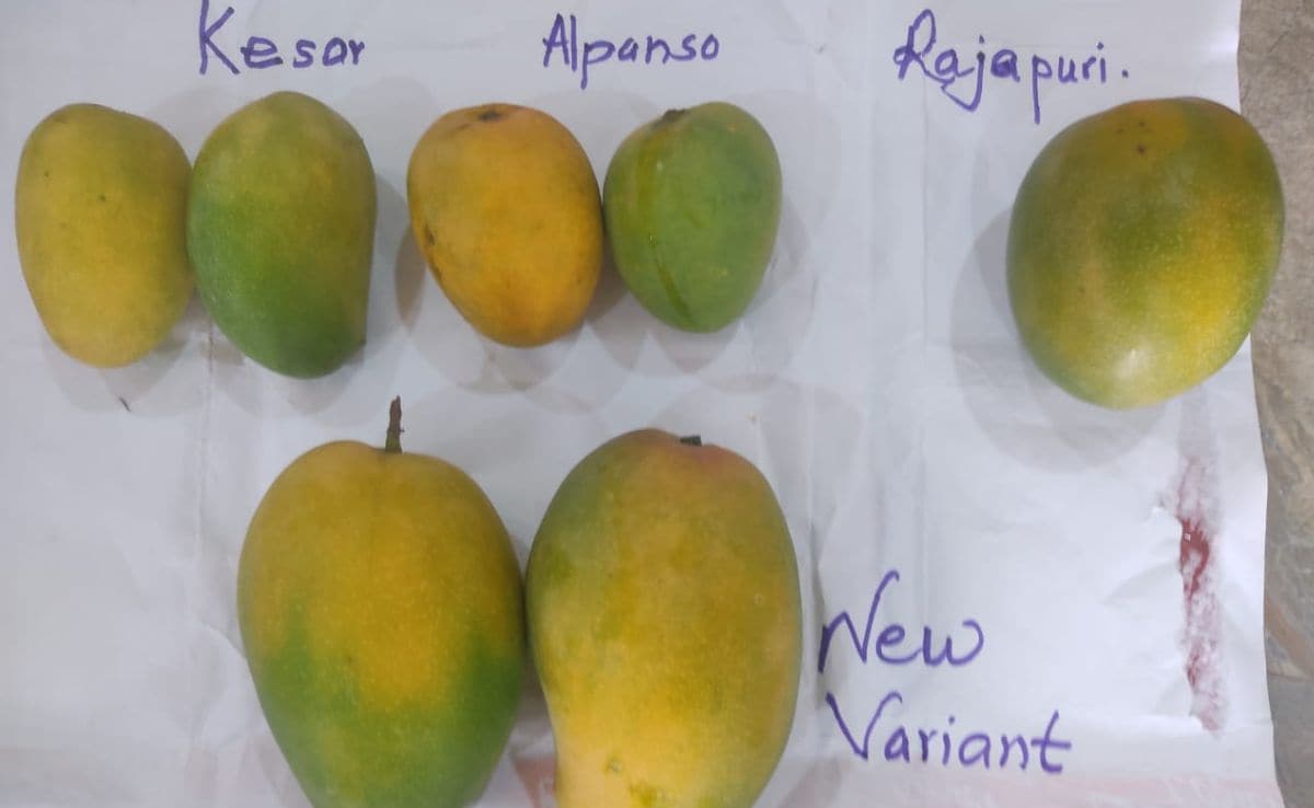 Junnar Gold Mango Junnar Gold Mango