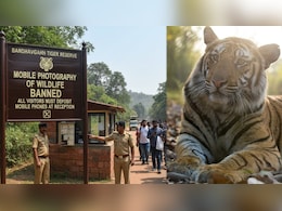 बांधवगढ़ टाइगर रिजर्व में मोबाइल कैमरे पर पूर्ण प्रतिबंध, पर्यटक अब वन्यजीवों की तस्वीरें नहीं खींच पाएंगे