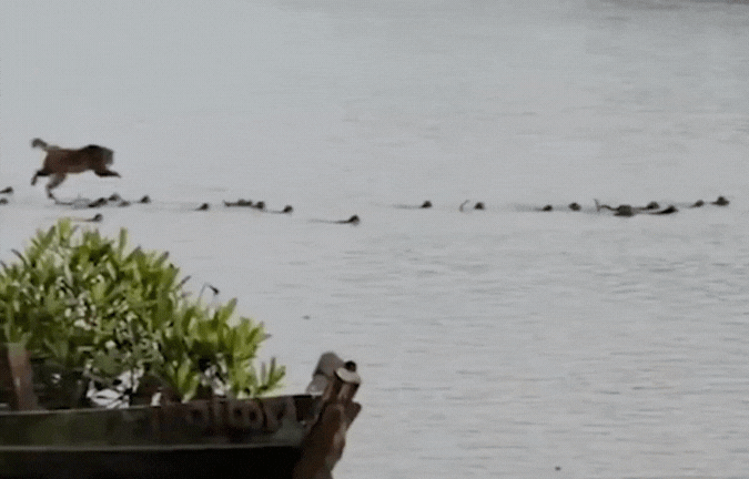 'पानी में मगरमच्छ से बैर'! साथी को बचाने नदी में कूदा बंदरों का झुंड, मगरमच्छ से लिया पंगा