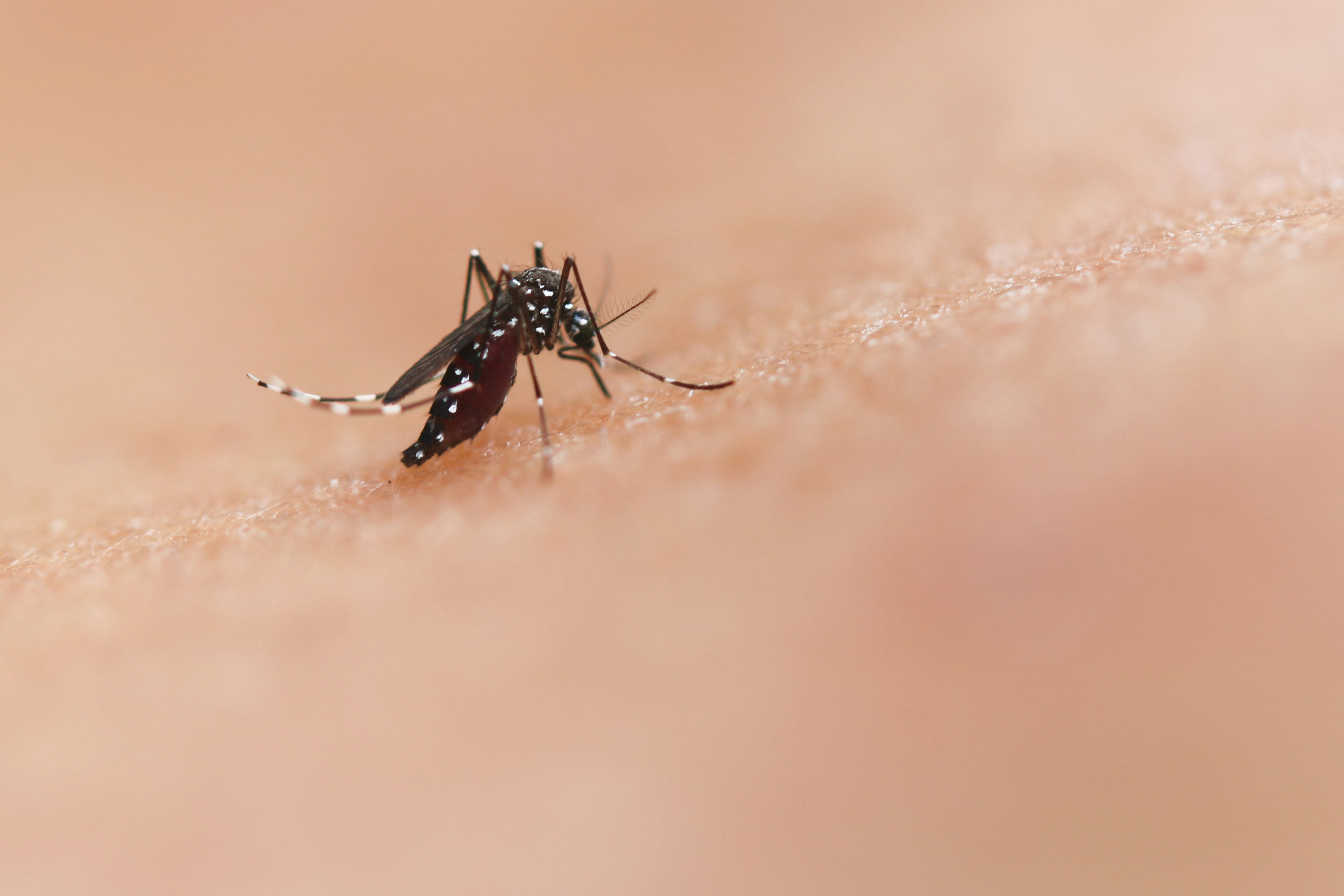 Karnataka Government Sets Price Cap For Dengue Tests In Private Hospitals, Diagnostic Labs