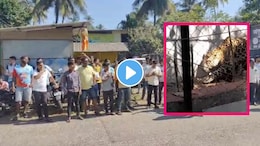 Raigad News: अलिबागच्या 'या' पर्यटनस्थळी बिबट्याचा शिरकाव, 3 जणांवर हल्ला, 2 जखमी..व्हिडीओ पाहून थरकापच उडेल