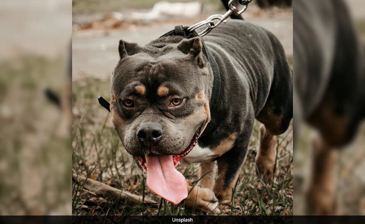 Seven Pit Bulls Maul US Man And His 3-Month-Old Granddaughter To Death