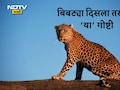 Pune News: पुणेकरांनो घाबरू नका! बिबट्या समोर आला तर काय करायचे, कोणती काळजी घ्यायची? फॉलो करा या टिप्स