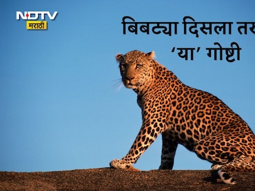 Pune News: पुणेकरांनो घाबरू नका! बिबट्या समोर आला तर काय करायचे, कोणती काळजी घ्यायची? फॉलो करा या टिप्स