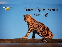 Pune News: पुणेकरांनो घाबरू नका! बिबट्या समोर आला तर काय करायचे, कोणती काळजी घ्यायची? फॉलो करा या टिप्स