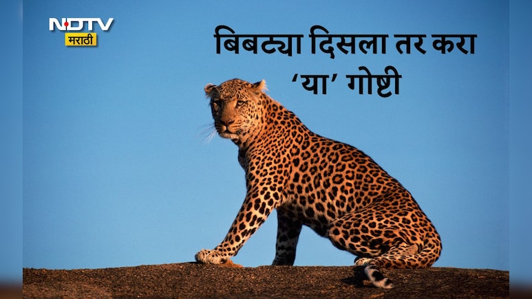Pune News: पुणेकरांनो घाबरू नका! बिबट्या समोर आला तर काय करायचे, कोणती काळजी घ्यायची? फॉलो करा या टिप्स
