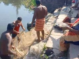 दमोह में तालाब बना मौत का कुंड, हजारों मछलियां एक साथ मरीं, पानी में क&zwj;िसने म&zwj;िला जहर?