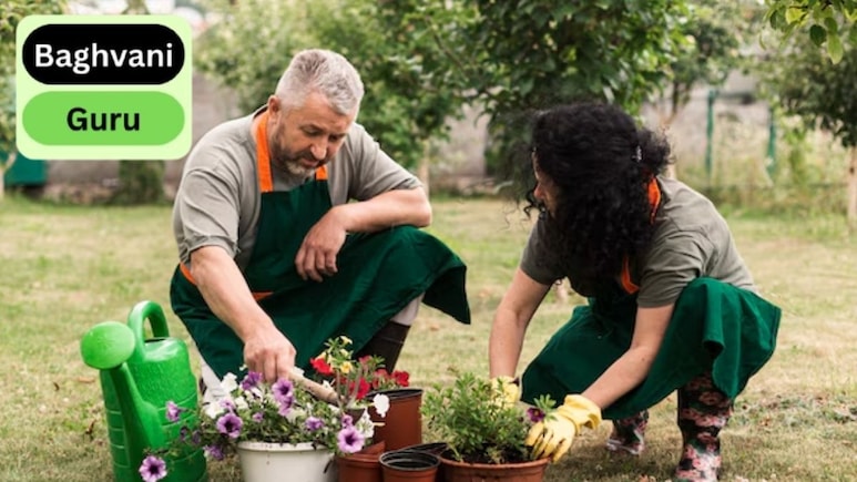 Gardening Guru: पौधों को पानी देने के बाद क्यों सूख रहा है पौधा? भूलकर भी न करें बागवानी की ये गलतियां