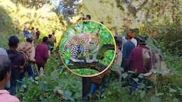 10 साल के बच्चे को तेंदुआ उठा ले गया, ग्रामीणों ने लगाई जान की बाजी, फिर भी नहीं बची मासूम की जान