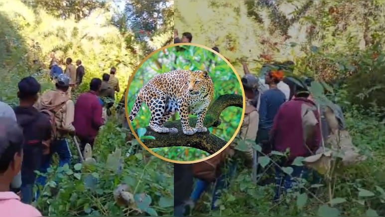 10 साल के बच्चे को तेंदुआ उठा ले गया, ग्रामीणों ने लगाई जान की बाजी, फिर भी नहीं बची मासूम की जान