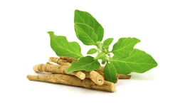 Doctor Explains How Ashwagandha May Reduce Belly Fat Linked To Stress