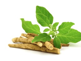 Ashwagandha Benefits For Hair: How The Ayurvedic Herb Helps Hair Growth
