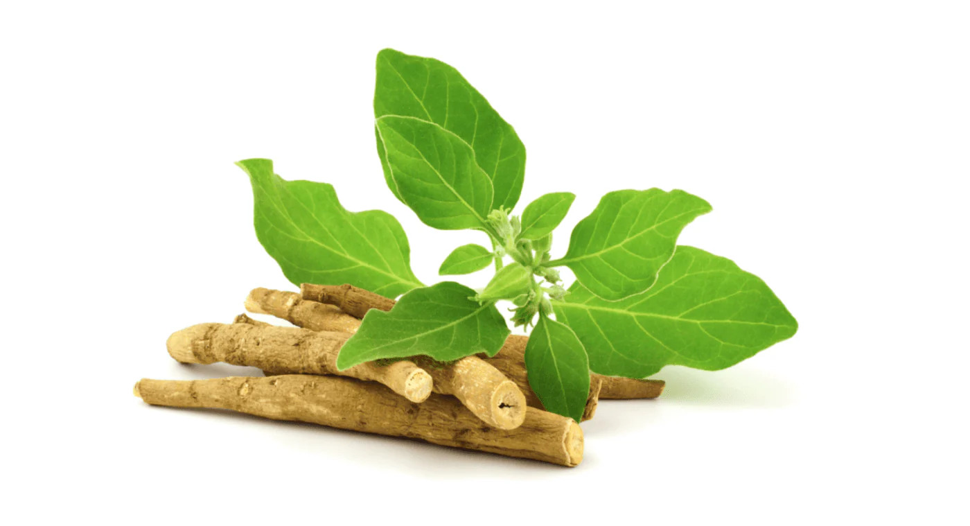 Ashwagandha herb used in traditional remedies for reducing belly fat due to stress