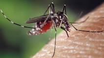 Three Children Die Of Cerebral Malaria Amid Outbreak In Jharkhand