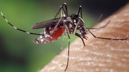 Three Children Die Of Cerebral Malaria Amid Jharkhand Outbreak: What Makes It So Dangerous?