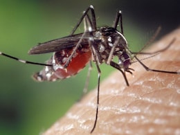 Dengue vs Malaria: Ludhiana Reports Both, Do You Know Which Symptoms To Watch Out For?