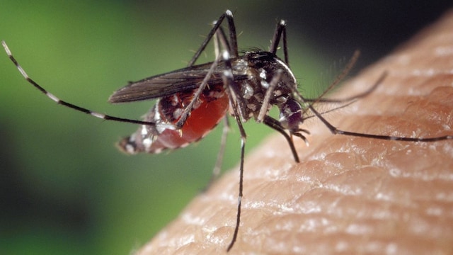Cerebral Malaria