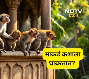 माकडं कशाला घाबरतात? त्यांना पळवून लावायचं असेल तर ही खास ट्रिक लगेच वापरा